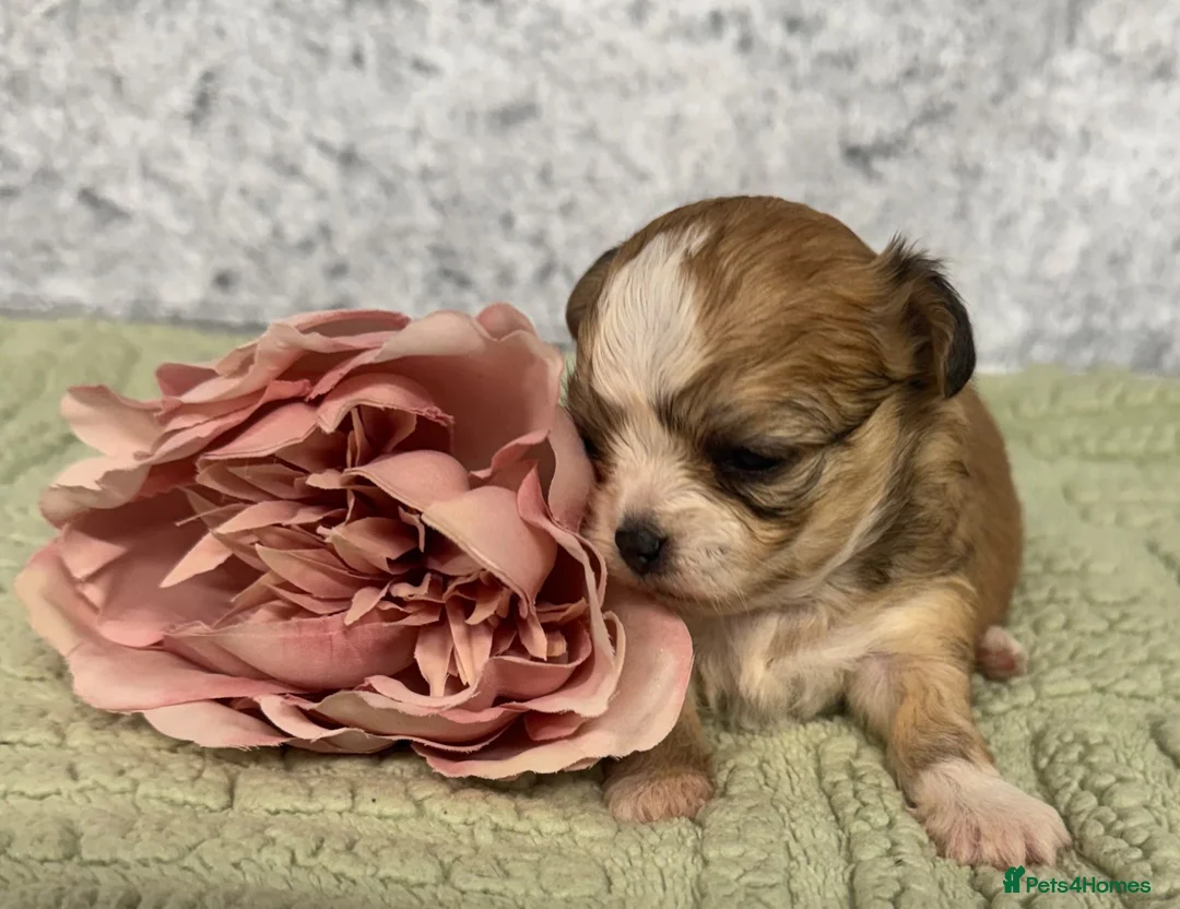 Chihuahua dogs for sale: Maltipoo x chihuahua  - Advert 12
