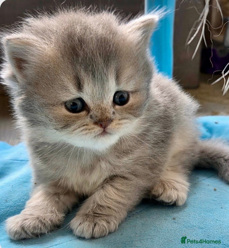 Persian cats HEALTH TESTED CHINCHILLA PERSIAN BRITISH LONGHAIR - Advert 1