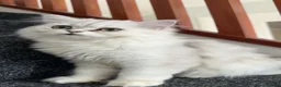 Mixed Breed cats for sale: Gorgeous Persian Chinchilla Girl – 1 Year Old 🐾 in Peterborough - Advert 4