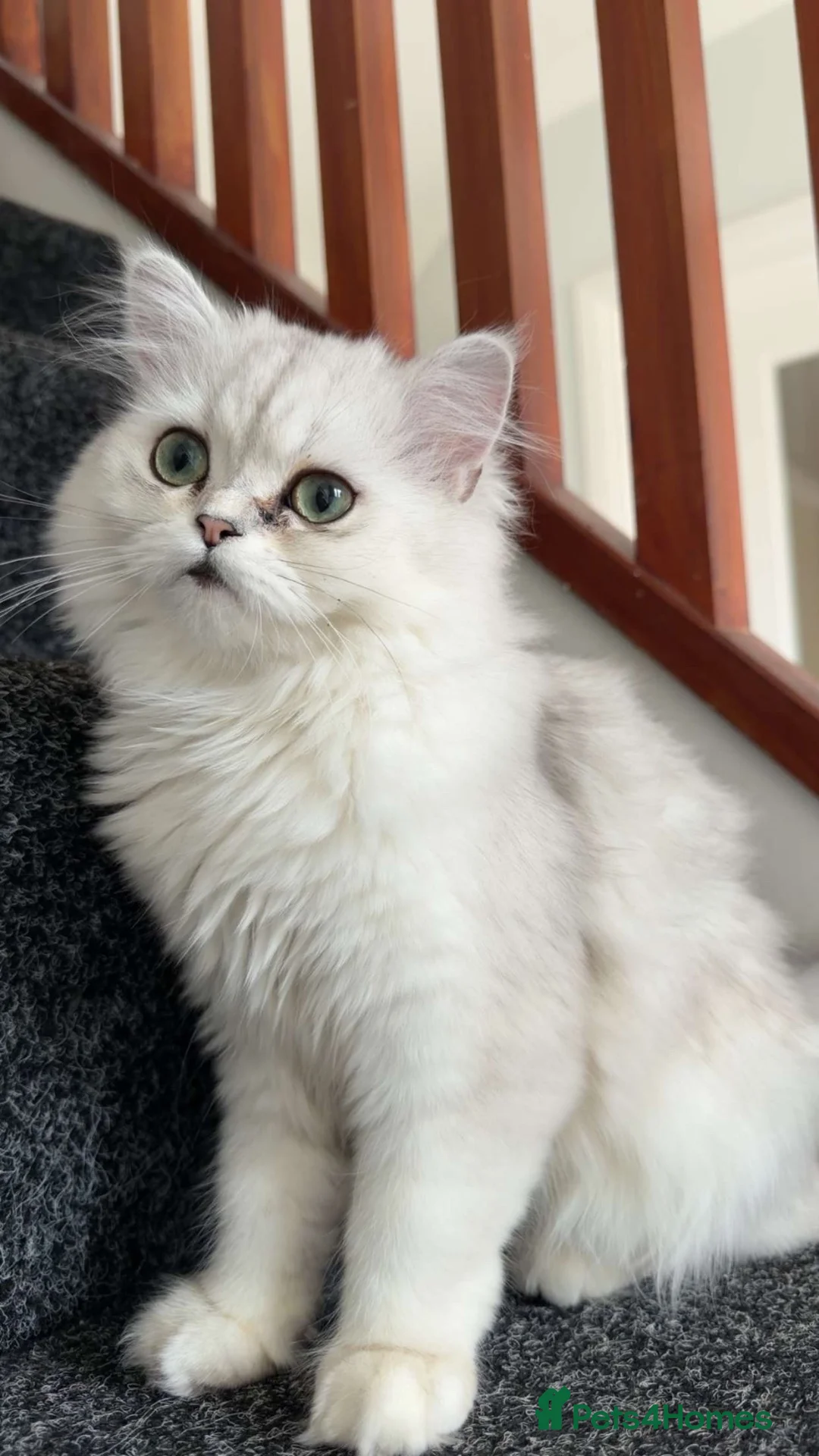 Mixed Breed cats for sale: Gorgeous Persian Chinchilla Girl – 1 Year Old 🐾 in Peterborough - Advert 4