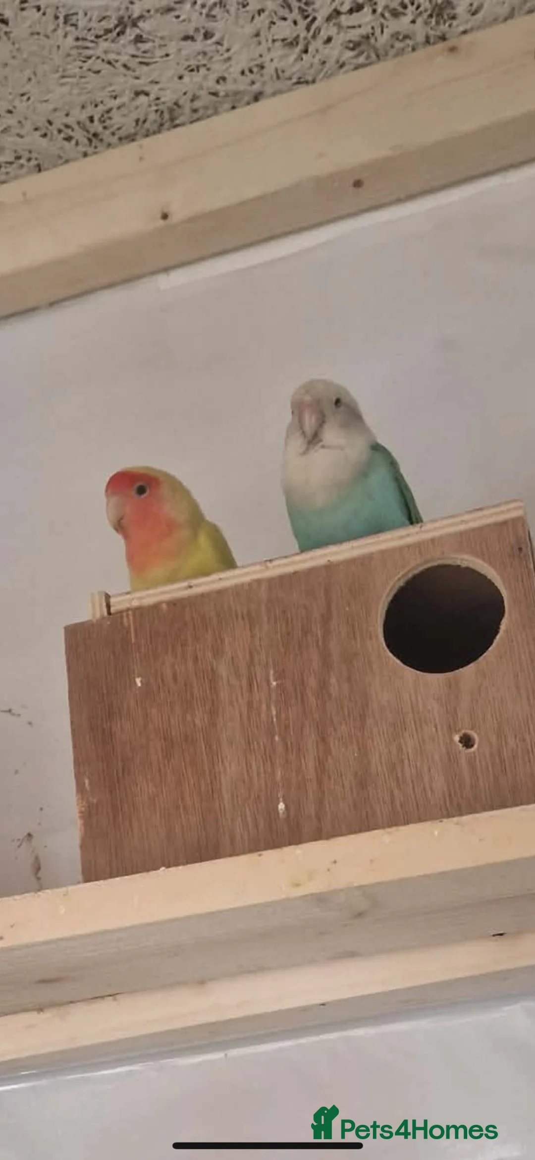 Lovebirds birds for sale: 2 breeding love birds & 2 breeding budgies - Advert 2