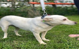 Mixed Breed dogs for adoption: 💖🐶 BILOCHKA 🐶💖 - Image 15