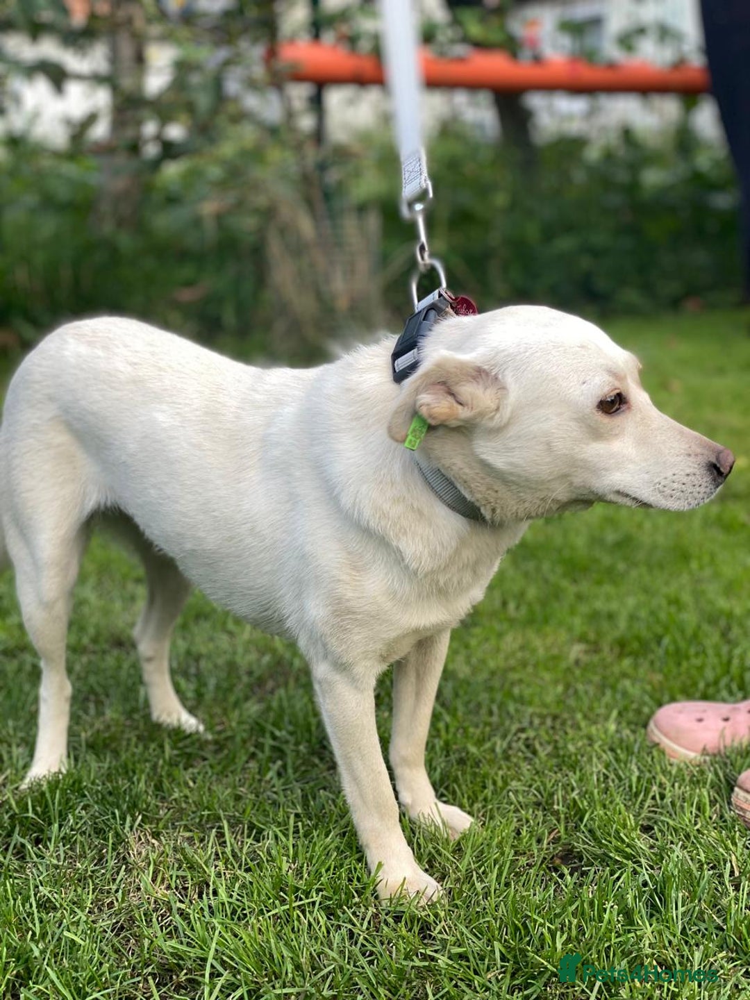 Mixed Breed dogs for adoption: 💖🐶 BILOCHKA 🐶💖 - Image 15