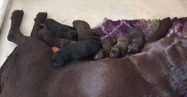Labrador Retriever dogs - Advert 1