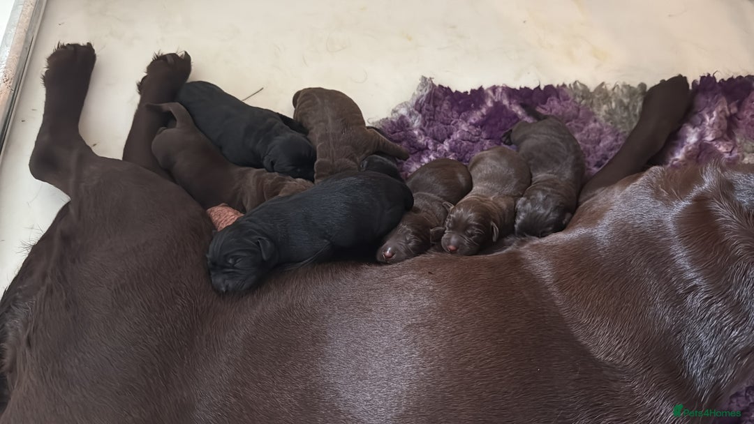 Labrador Retriever dogs for sale: Beautiful KC REG Fully health tested Labradors  - Image 3