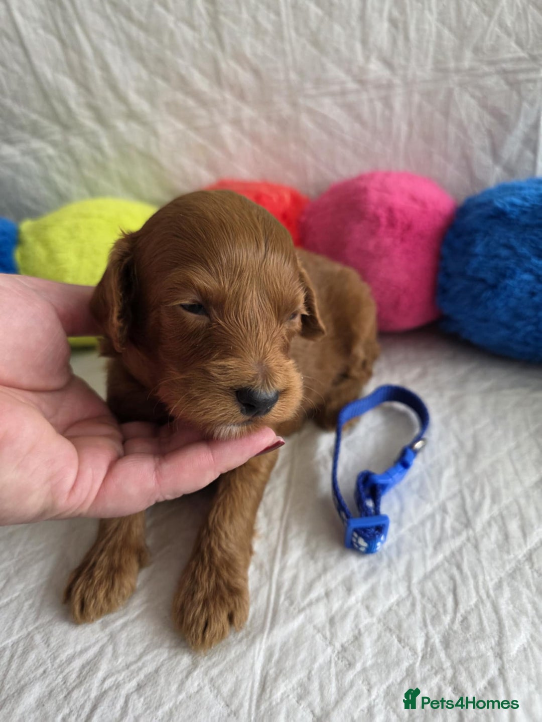 Mini Goldendoodle dogs for sale: 👑Superb Rare Toy/Mini Deepest Red Goldendoodles👑 - Image 29