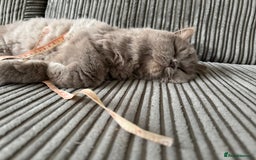 British Longhair cats for sale: Teddy - Advert 2