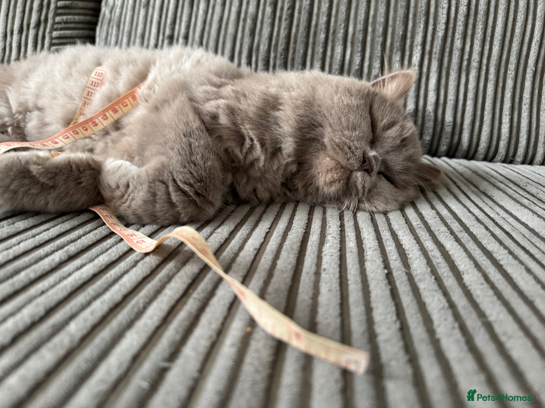 British Longhair cats for sale: Teddy - Advert 2