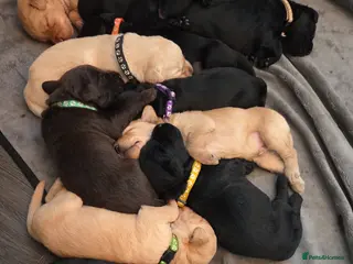 Labradoodle dogs Labrodoodle Puppies - Advert 15