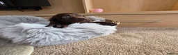 Cocker Spaniel dogs for sale: Working Type Cocker Spaniels - Advert 32