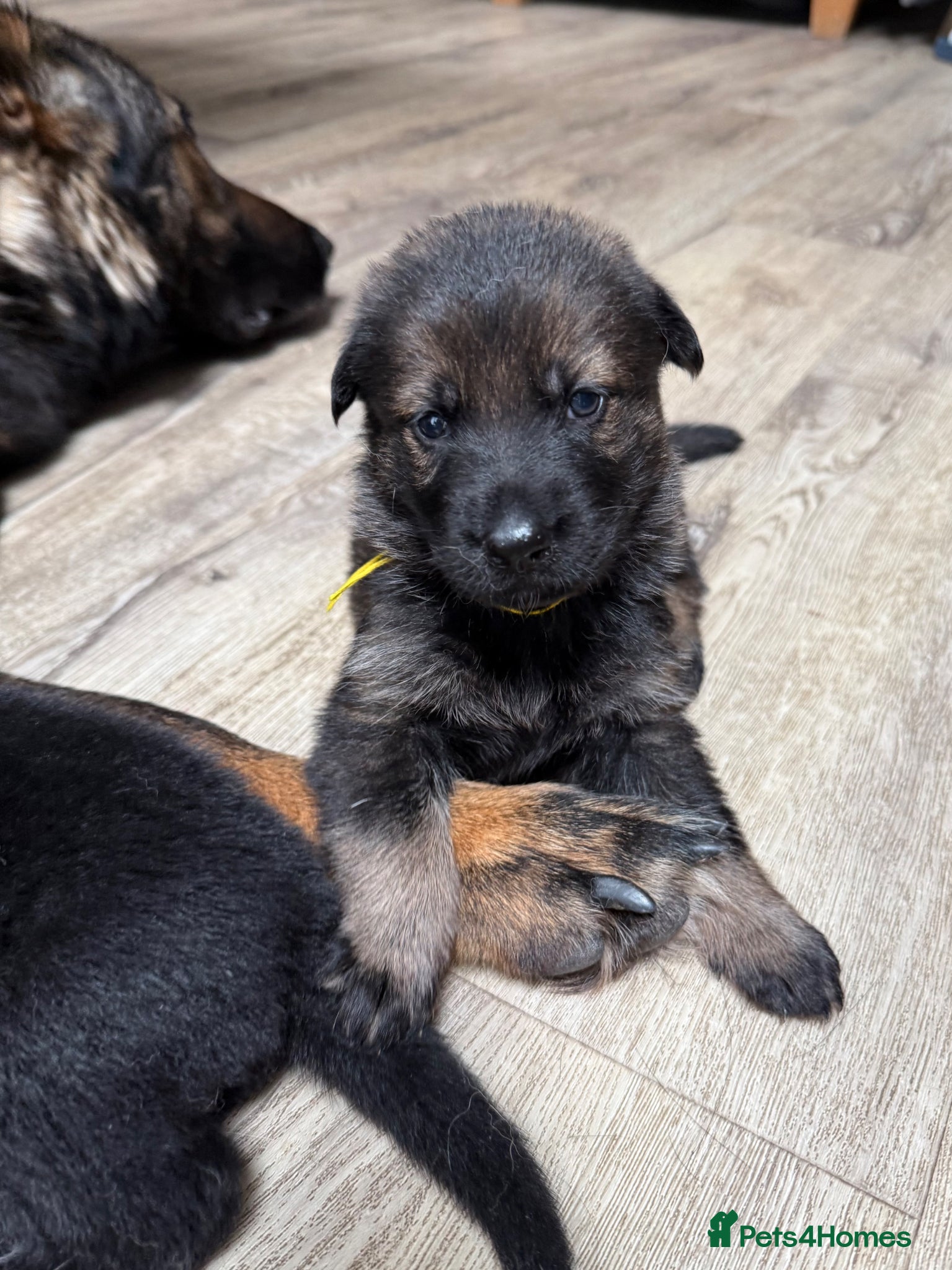 German Shepherd dogs ELITE KC REG CZECH WORKING LINE GSD PUPPIES 🏆 - Advert 1