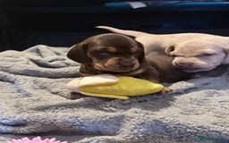 Mixed Breed dogs for sale: Adorable Daschund x spaniel pups  - Advert 27