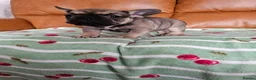 French Bulldog dogs for sale: KC REG FRENCH BULLDOG PUPS - Advert 8