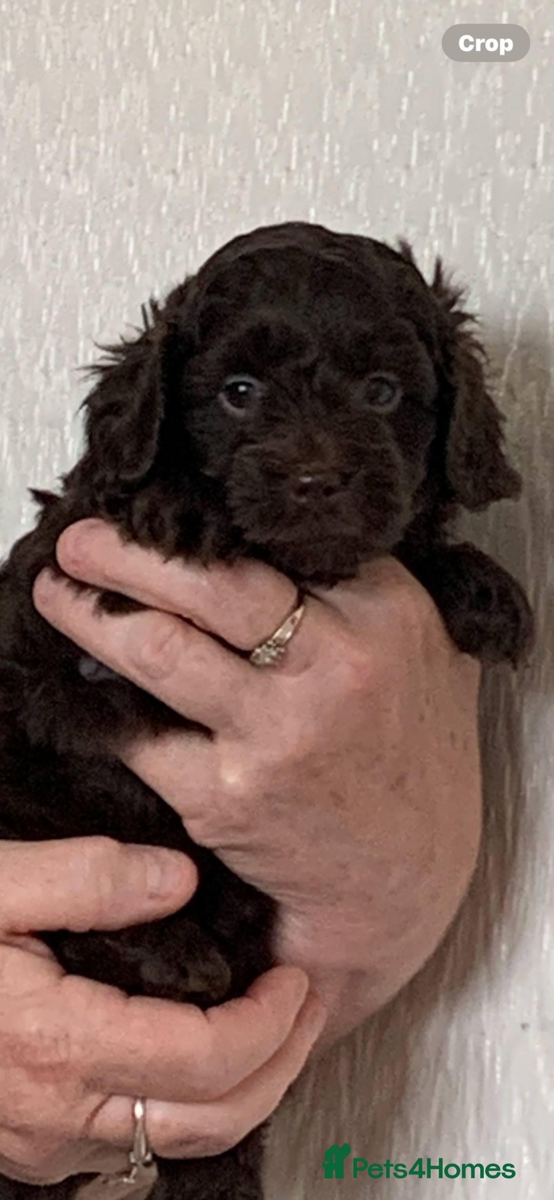 Shihpoo dogs for sale: Health tested shihpoo x toy poodle pups  - Image 1