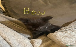 Mixed Breed cats for sale: 5 very fluffy stunning black kittens  - Image 4