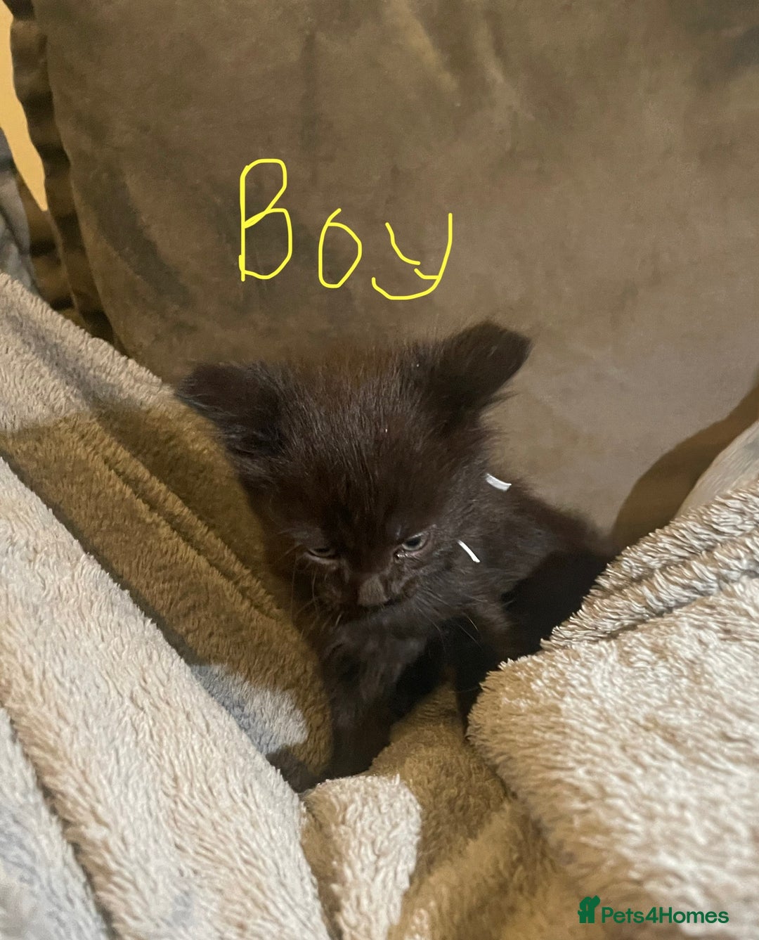Mixed Breed cats for sale: 5 very fluffy stunning black kittens  - Image 4