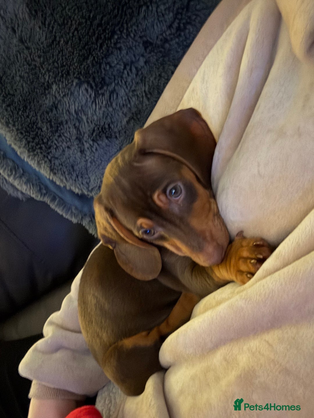 Miniature Dachshund dogs for sale: Male Miniature Dachshund.   - Image 3