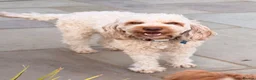 Australian Labradoodle dogs for sale: Multigenerational Australian Labradoodle Puppies - Advert 7