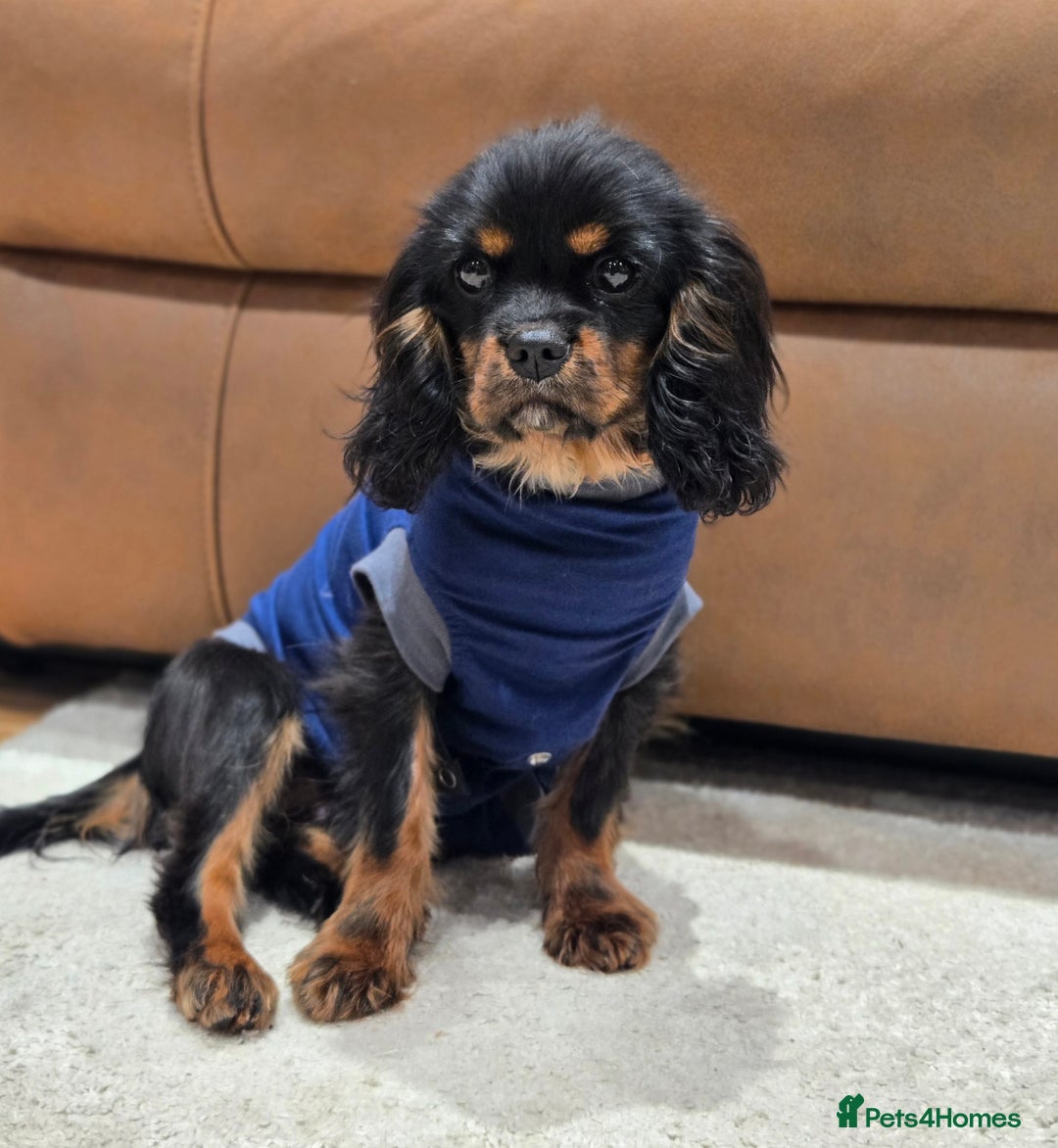 Cavalier King Charles Spaniel dogs for sale: KC Reg Female Cavalier  - Advert 3