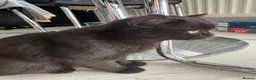 Scottish Fold cats for sale: Scottish Straight ears Kittens available  - Advert 15