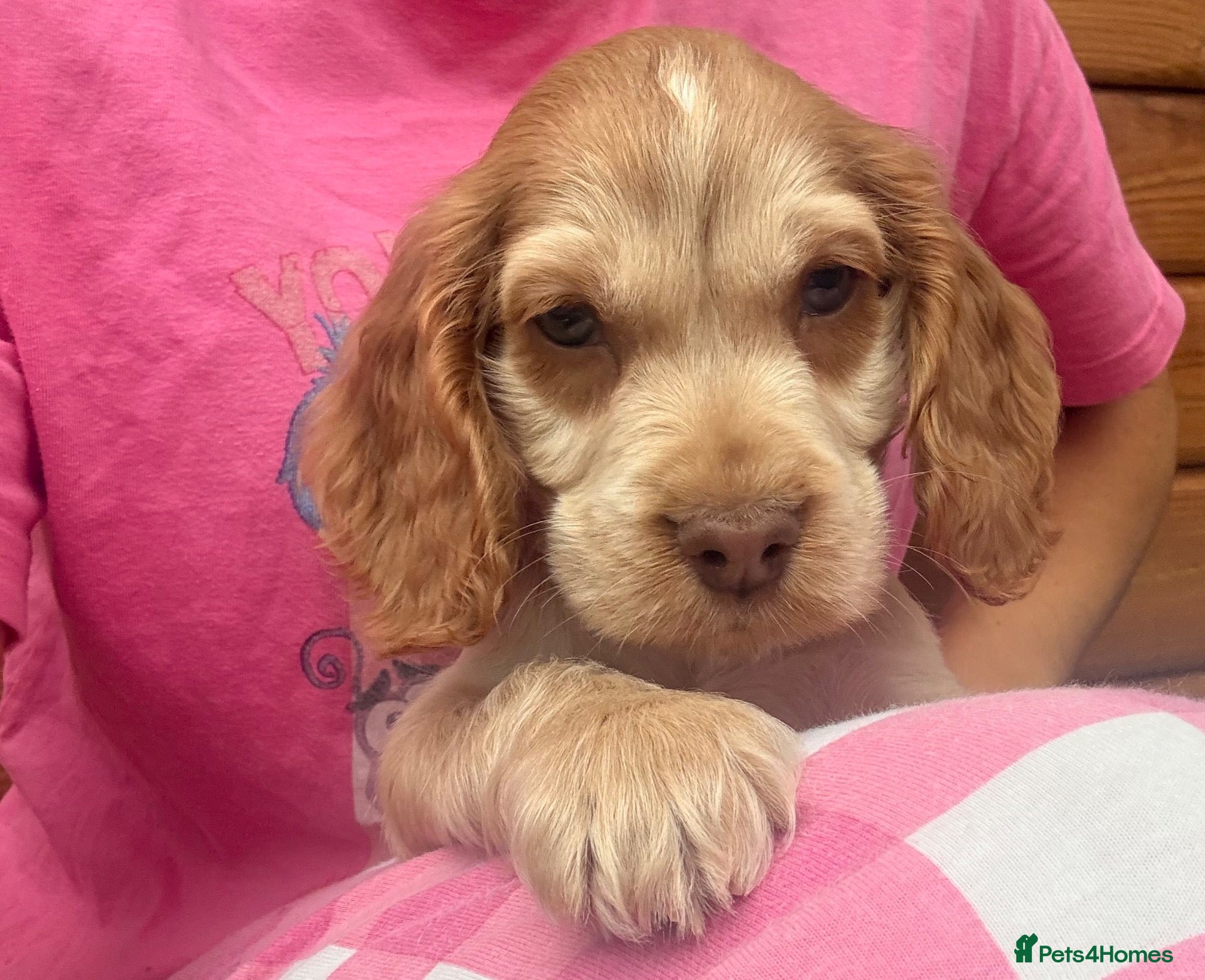 Cocker Spaniel dogs for sale: Kc reg Show type cocker spaniels  - Advert 18