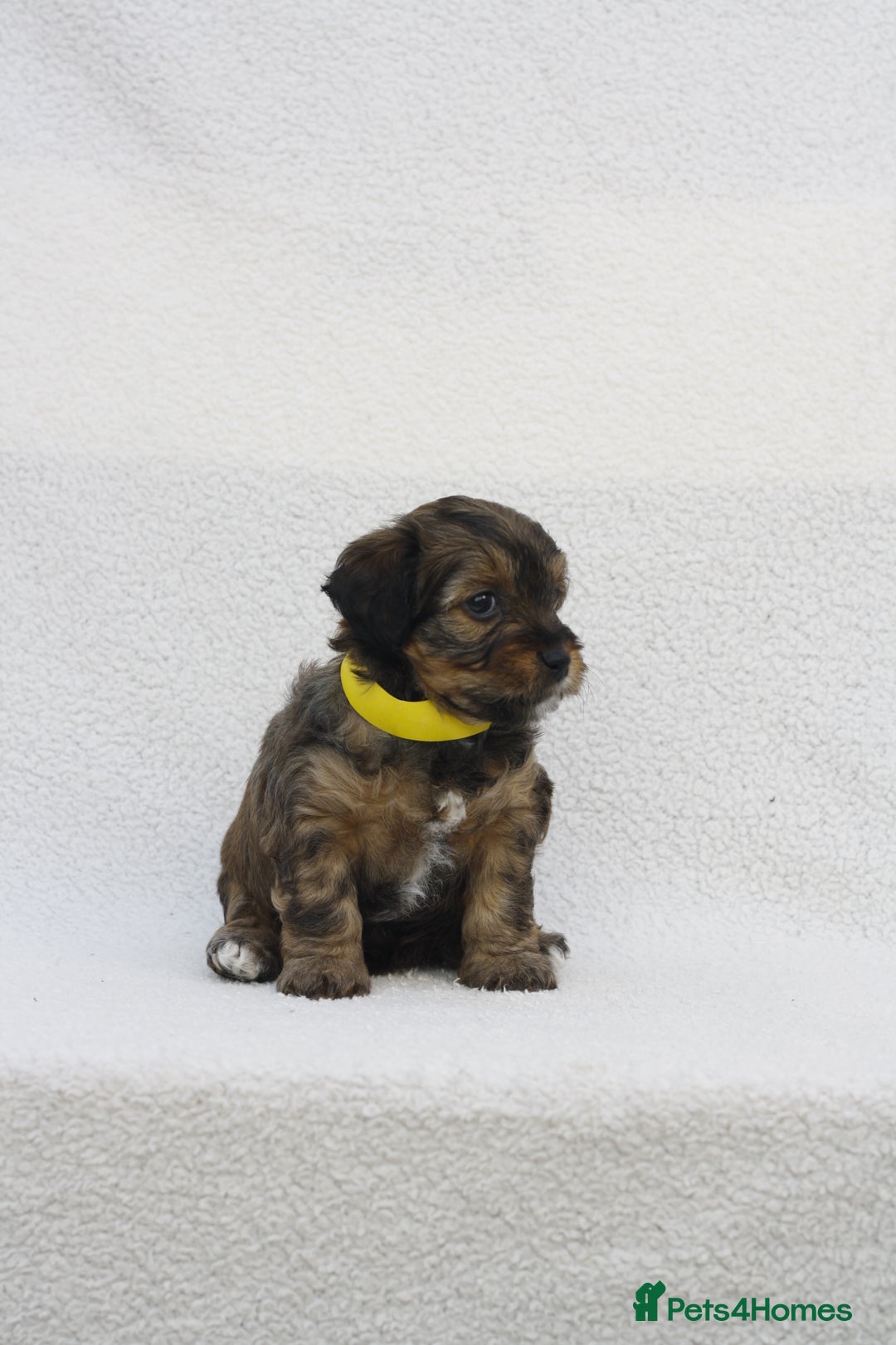 Mixed Breed dogs for sale: Havatoodle Pups - Image 17