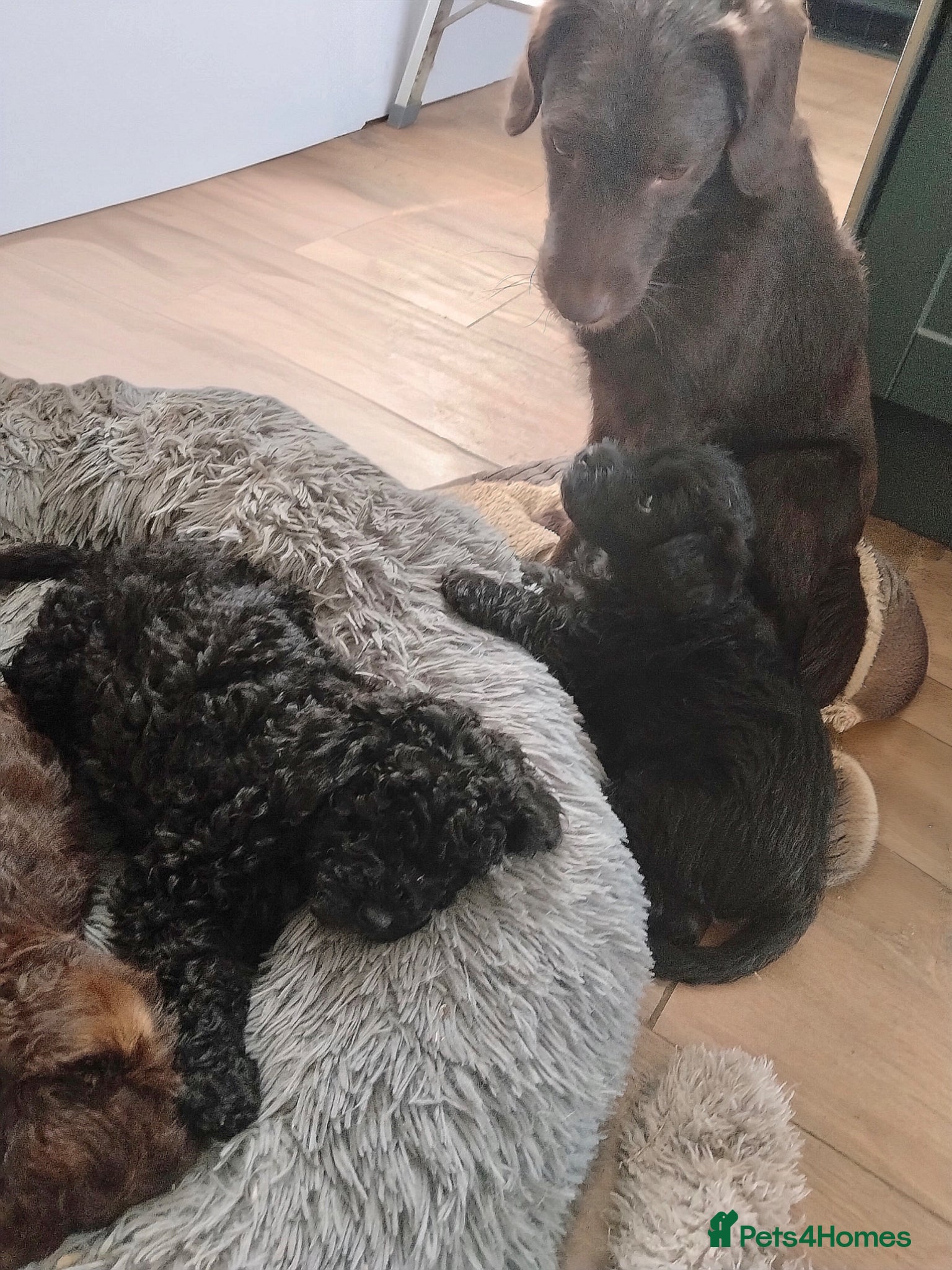 Labradoodle dogs F1b Beautiful miniature Labradoodle puppies - Advert 7