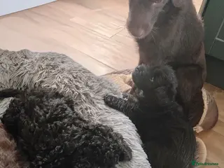 Labradoodle dogs F1b Beautiful miniature Labradoodle puppies - Advert 3