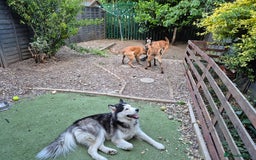 Siberian Husky dogs for stud: Proven Siberian Husky for Stud Blue Eyes in Cheltenham - Image 26