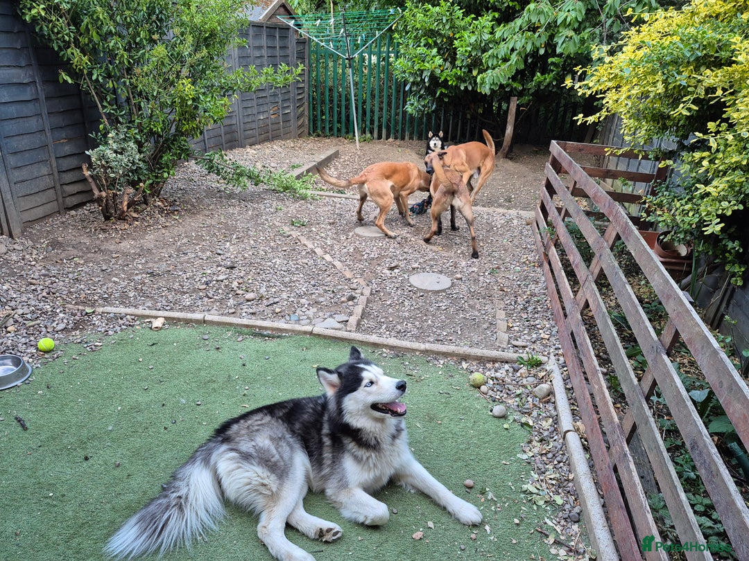 Siberian Husky dogs for stud: Proven Siberian Husky for Stud Blue Eyes in Cheltenham - Image 26