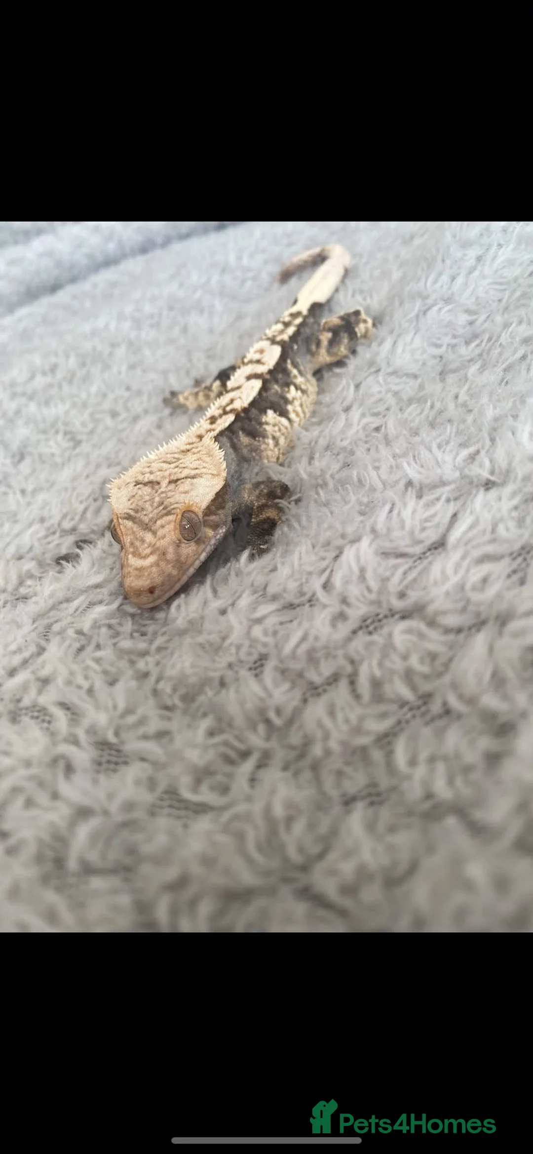 Gecko reptiles for sale: Crested Gecko in Ferndown - Advert 2