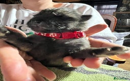 Shepsky dogs for sale: shepsky puppies  - Advert 7