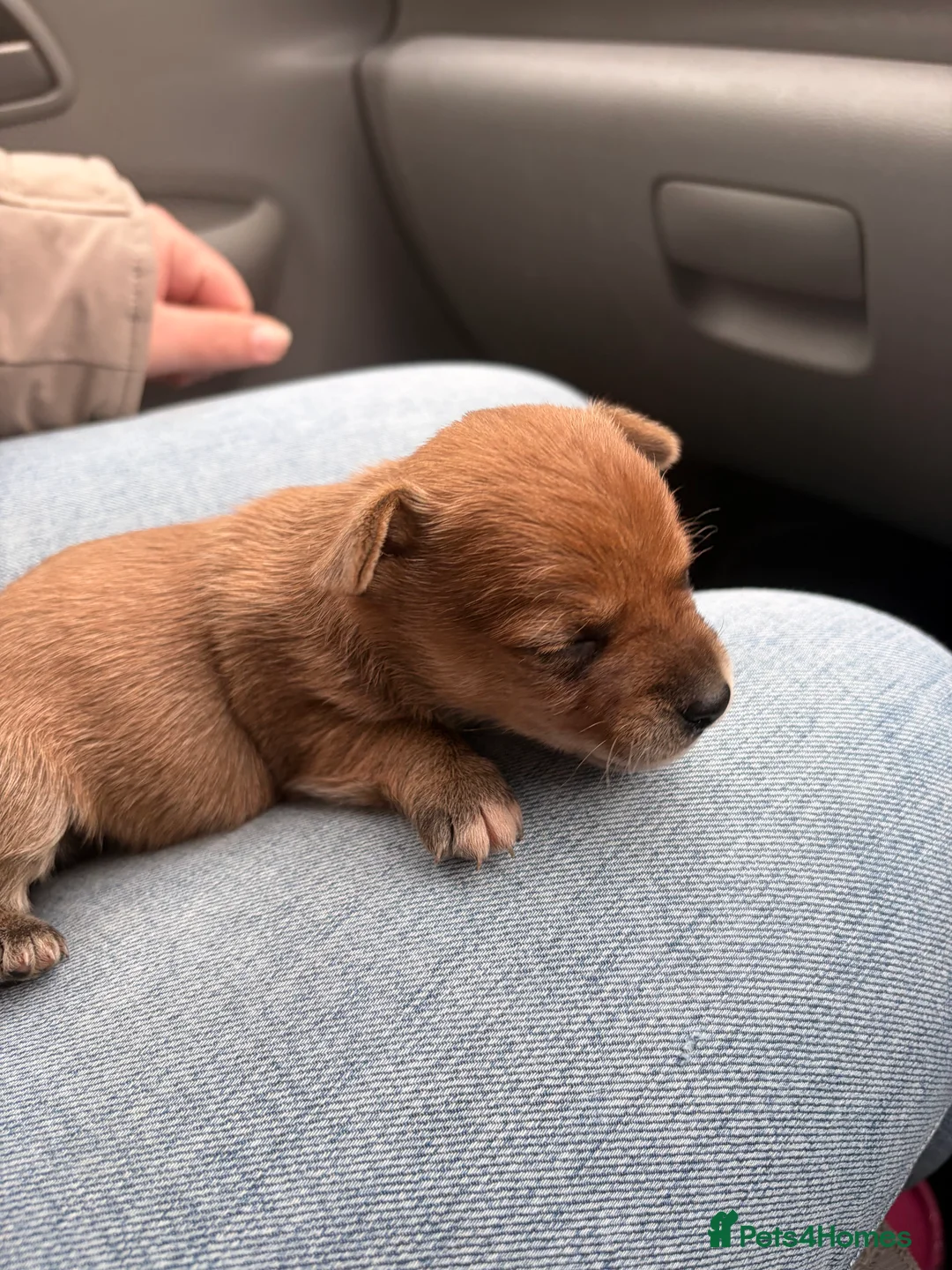 Jack Russell dogs for sale: Jack Russell  - Advert 5