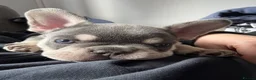 French Bulldog dogs for sale: Stunning 3rd generation French Bulldog puppies - Advert 12