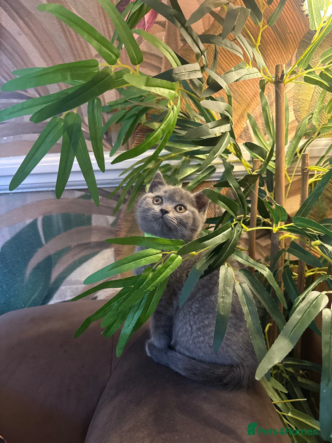 British Shorthair cats for sale: 😻Blue British Shorthair Boy ChampionLine 😻🥇🏆 - Advert 2