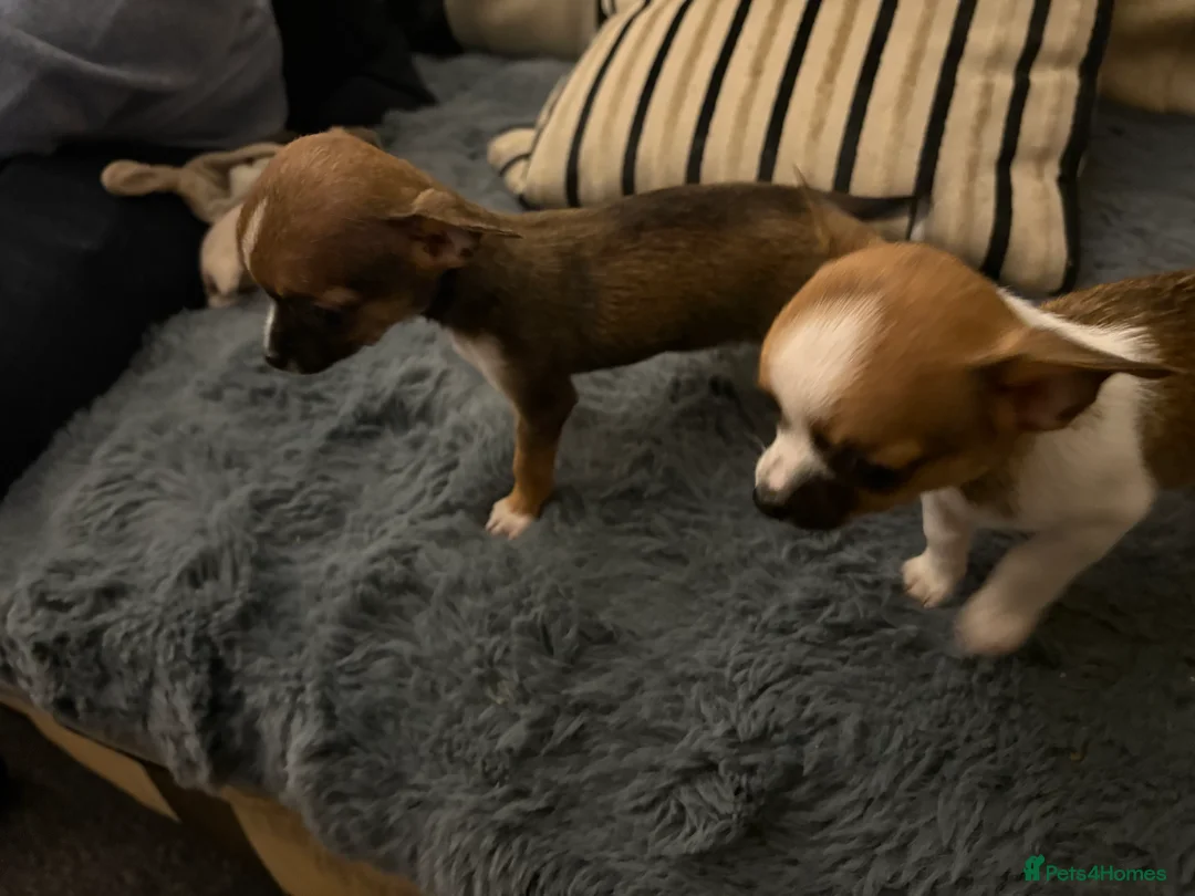 Mixed Breed dogs for sale: Jackawawa pups  - Advert 10