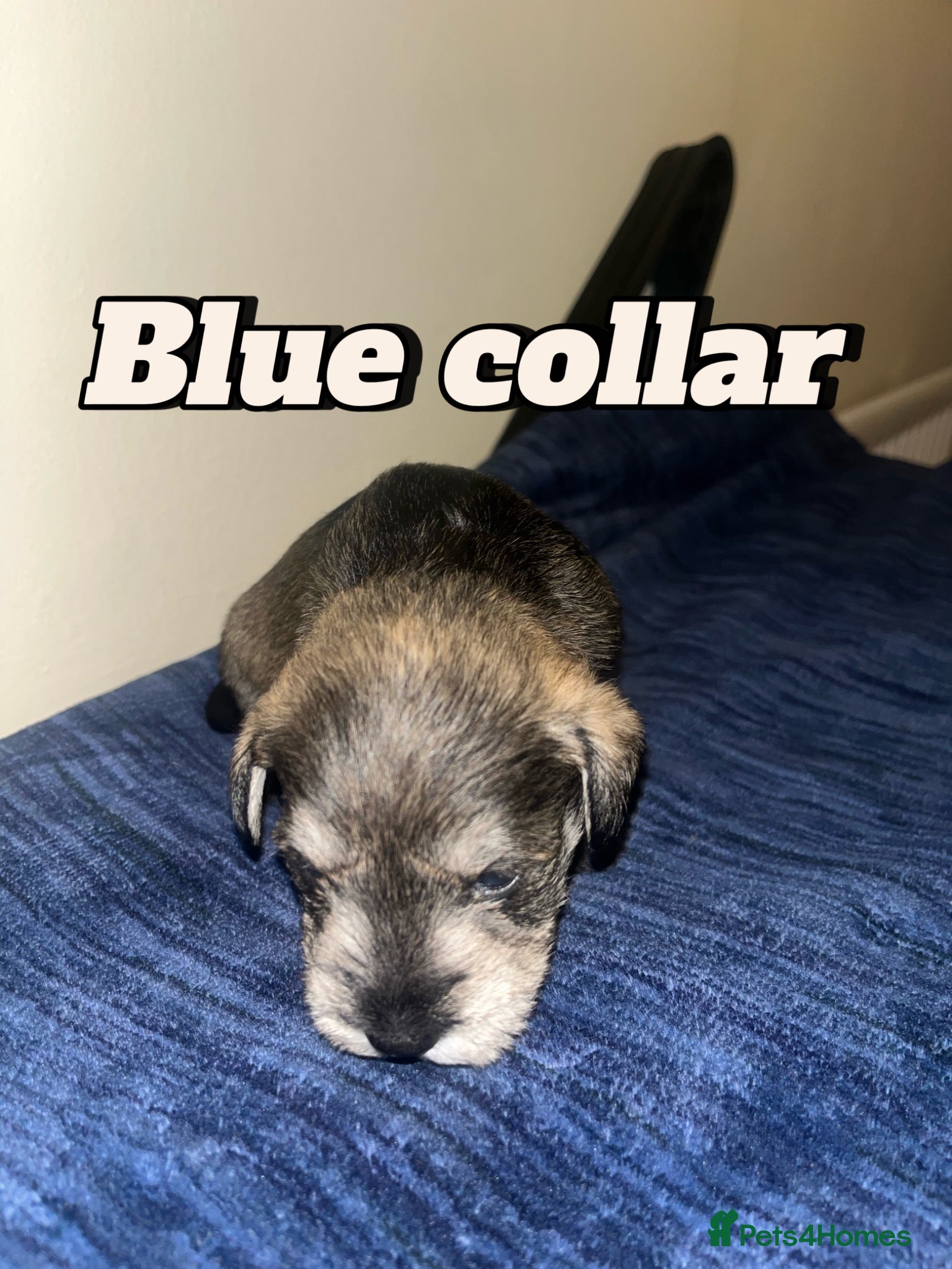 Miniature Schnauzer dogs Kc reg miniature schnauzer pups - Advert 2