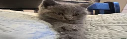 Brazilian Shorthair cats for sale: British Shorthair Kitten  - Advert 23