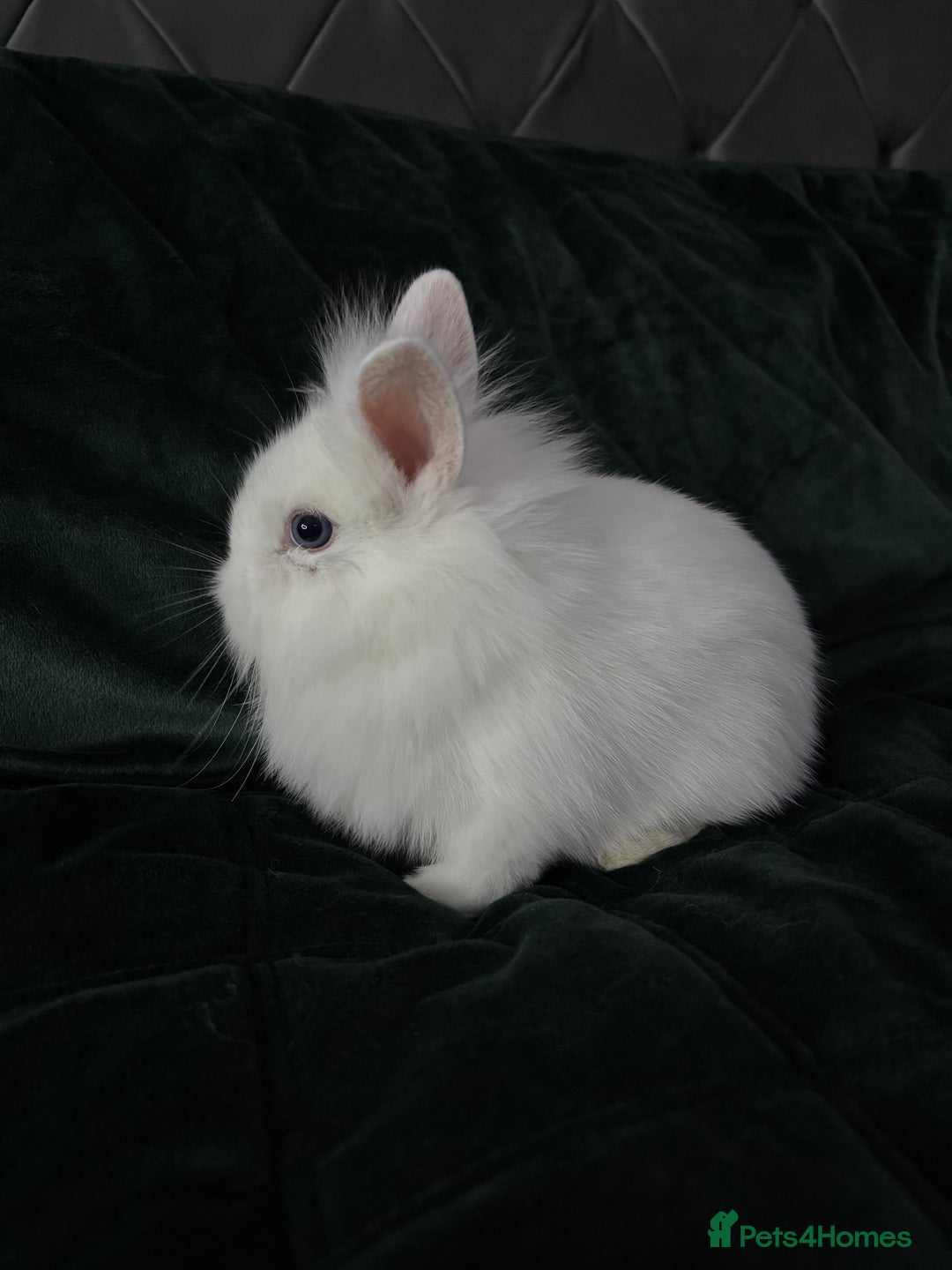 Lionhead rabbits for sale: Beautiful lion-head bunnies 🐰  - Advert 5