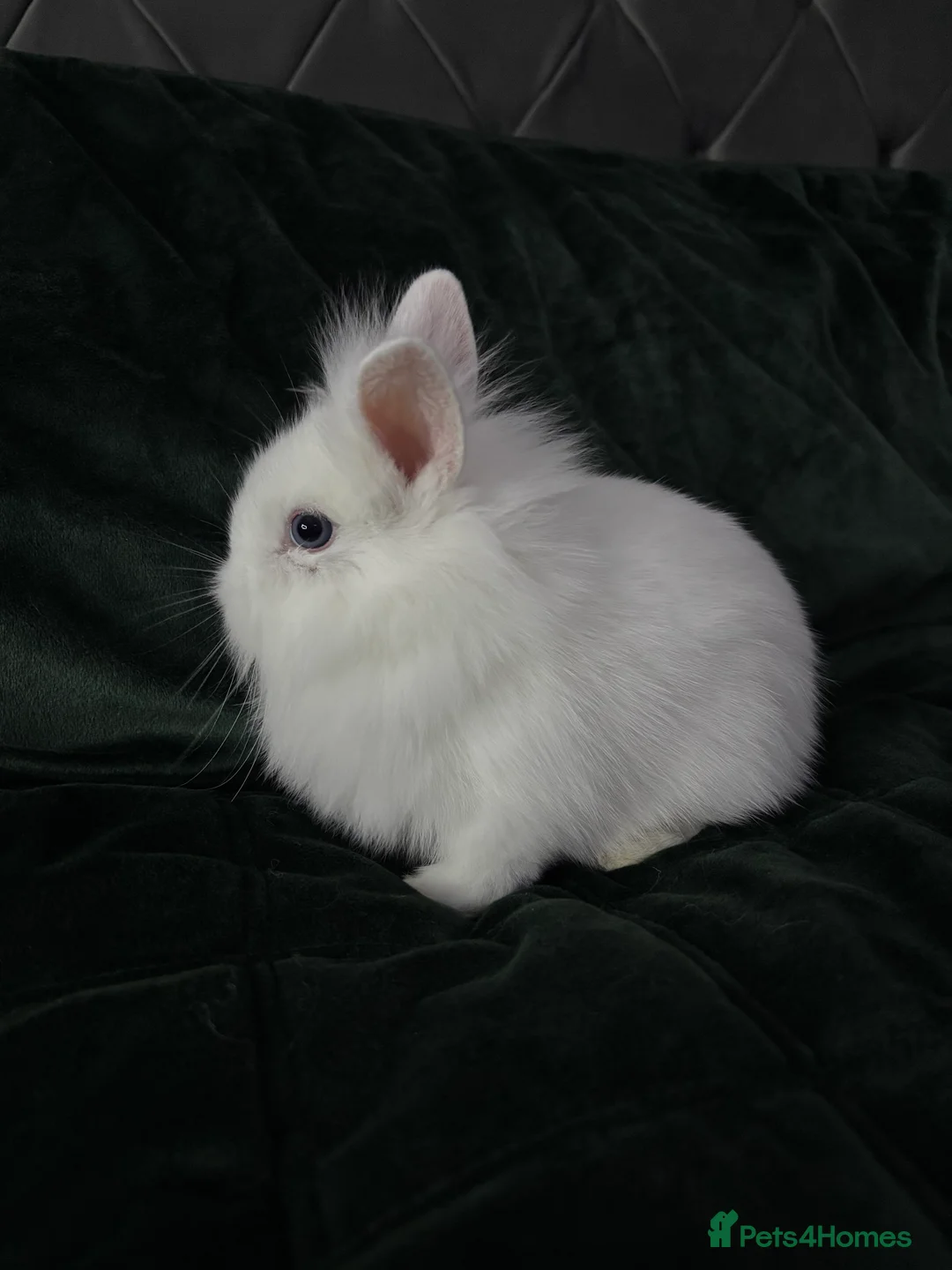 Lionhead rabbits for sale: Beautiful lion-head bunnies 🐰  - Advert 5