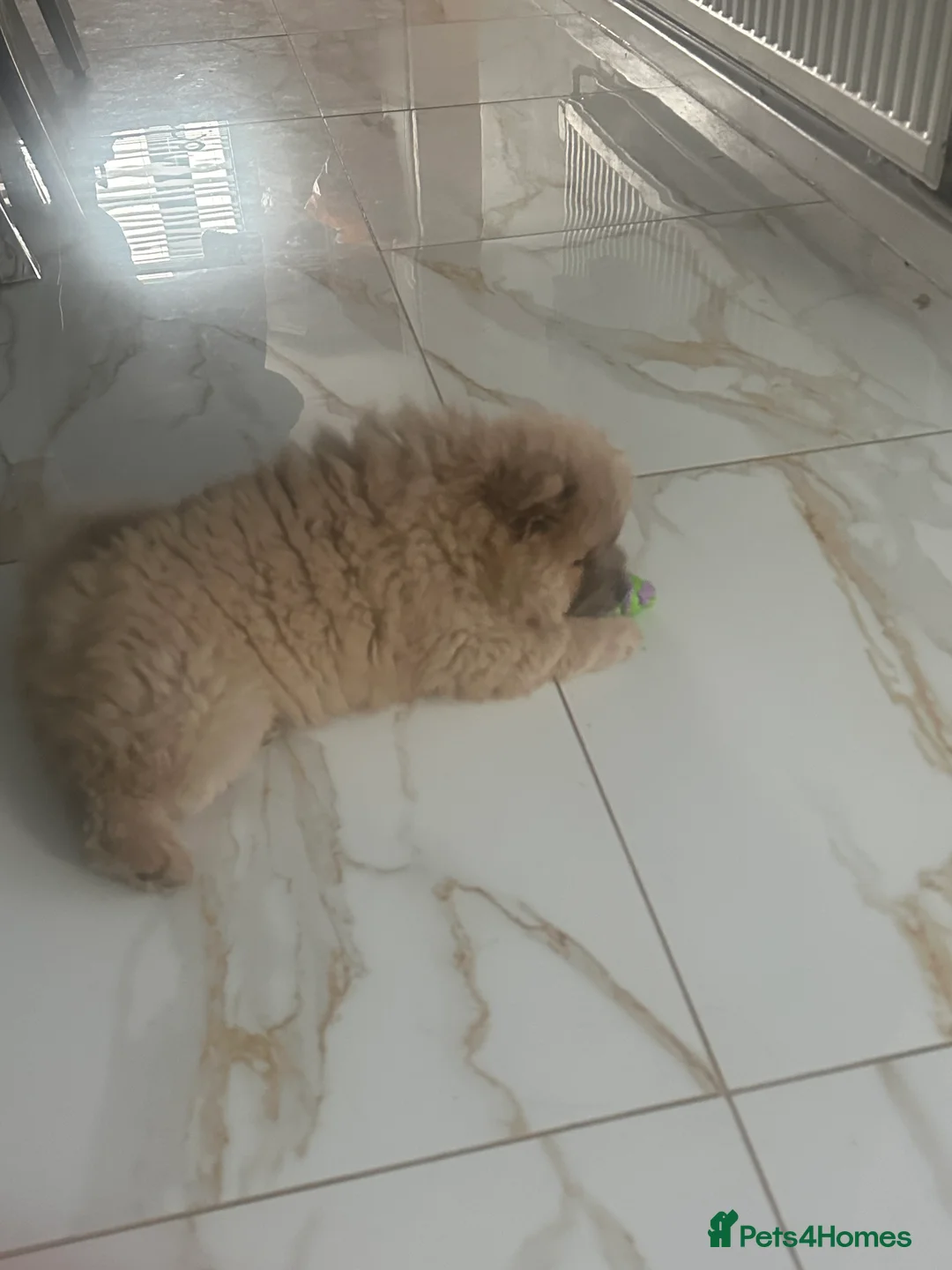 Chow Chow dogs for sale: Chow bitch for sale  - Advert 4