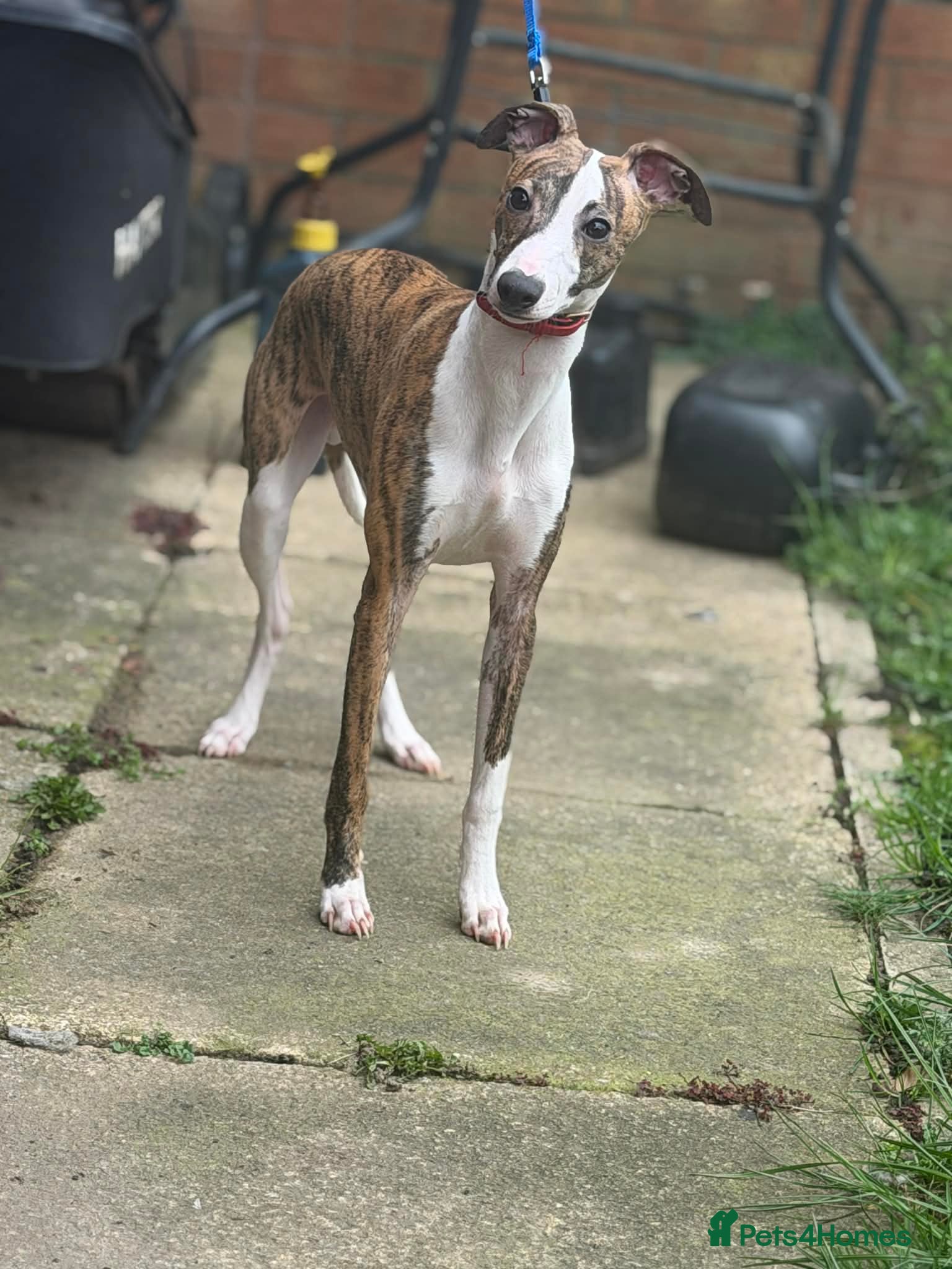 Whippet dogs Male whippet - Advert 10