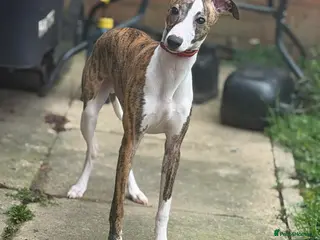 Whippet dogs Male whippet - Advert 3