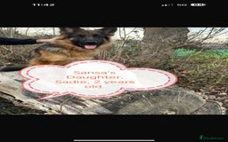 German Shepherd dogs for sale: Long coat German Shepherd puppies  - Image 27