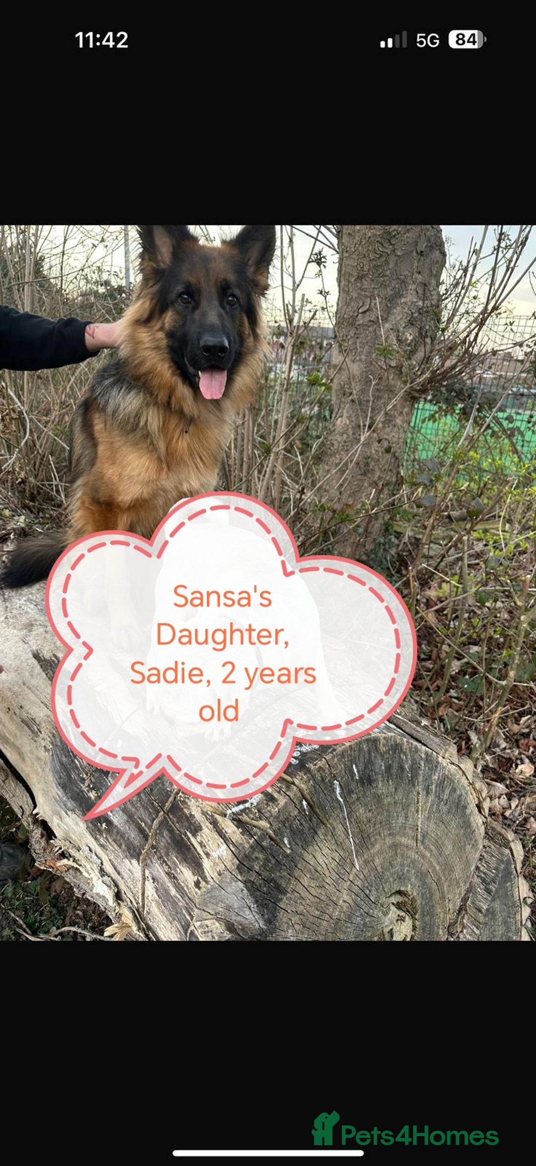 German Shepherd dogs for sale: Long coat German Shepherd puppies  - Image 27