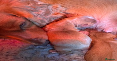 Cocker Spaniel dogs Outstanding cocker spaniels - Advert 2