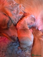 Cocker Spaniel dogs Outstanding cocker spaniels - Advert 9