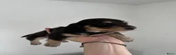 Miniature Dachshund dogs for sale: Long & Short Haired Miniature Daschund Puppies - Advert 6