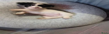Chihuahua 1