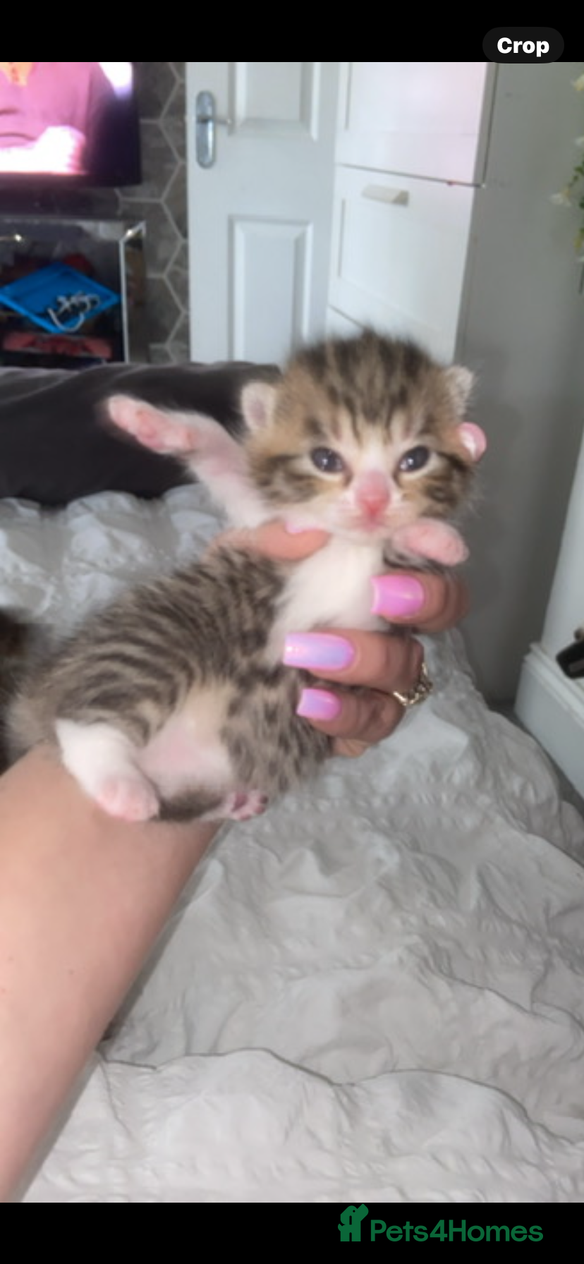 Mixed Breed cats Ready to go🥰2 x bengal/British shorthair babies  - Advert 1